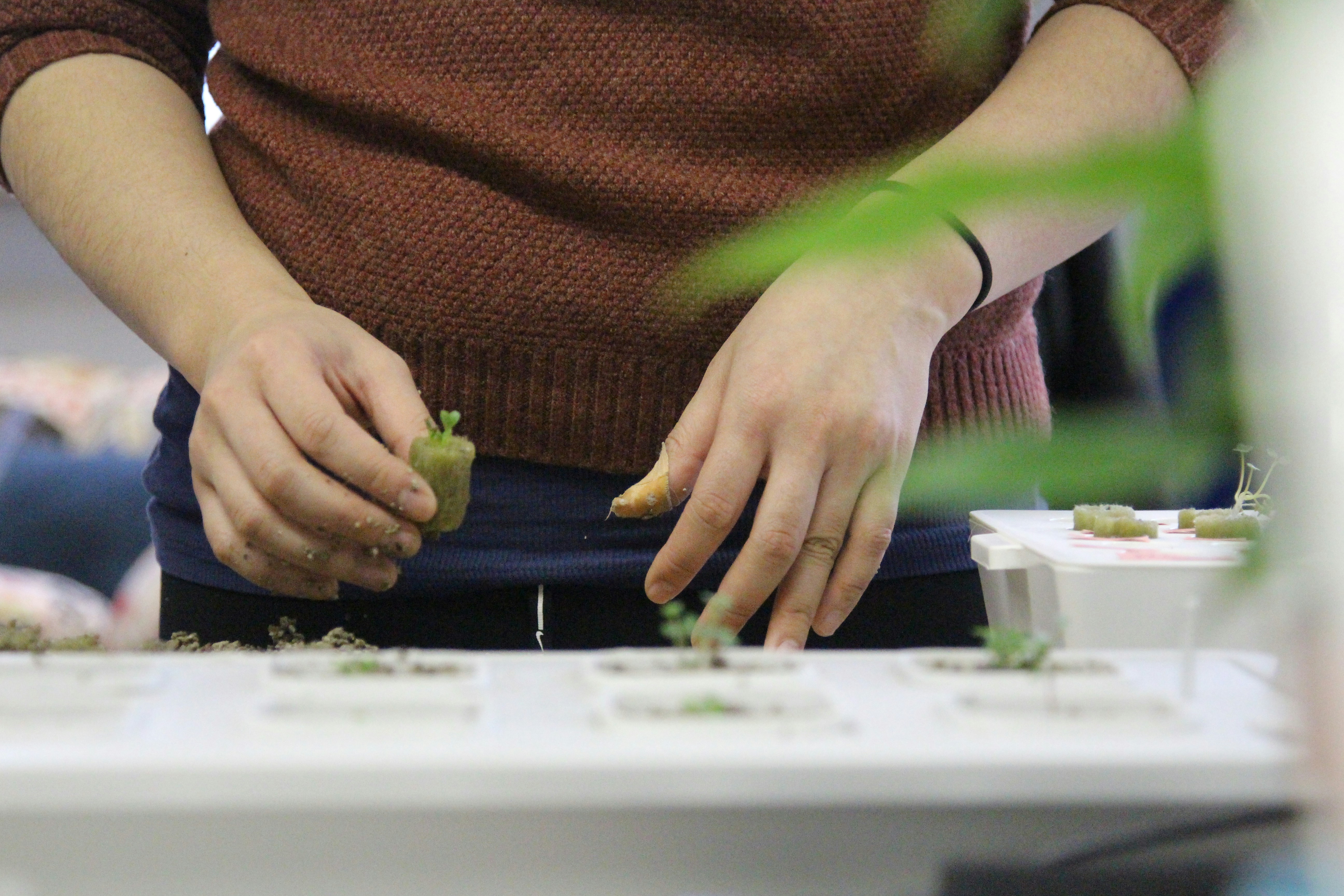 How to Grow Cannabis Hydroponically