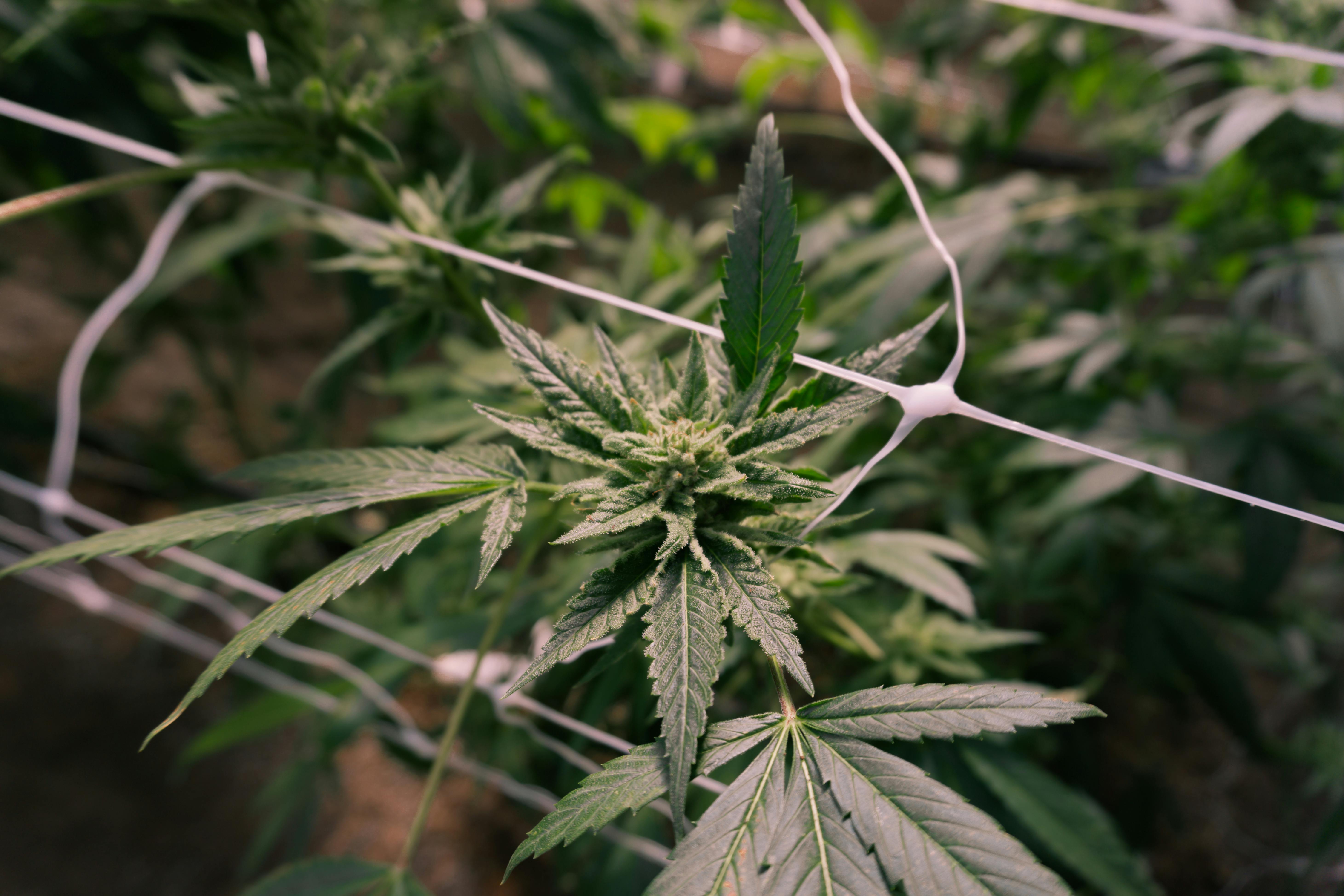 Organic vs. Synthetic Nutrients for Cannabis Grows