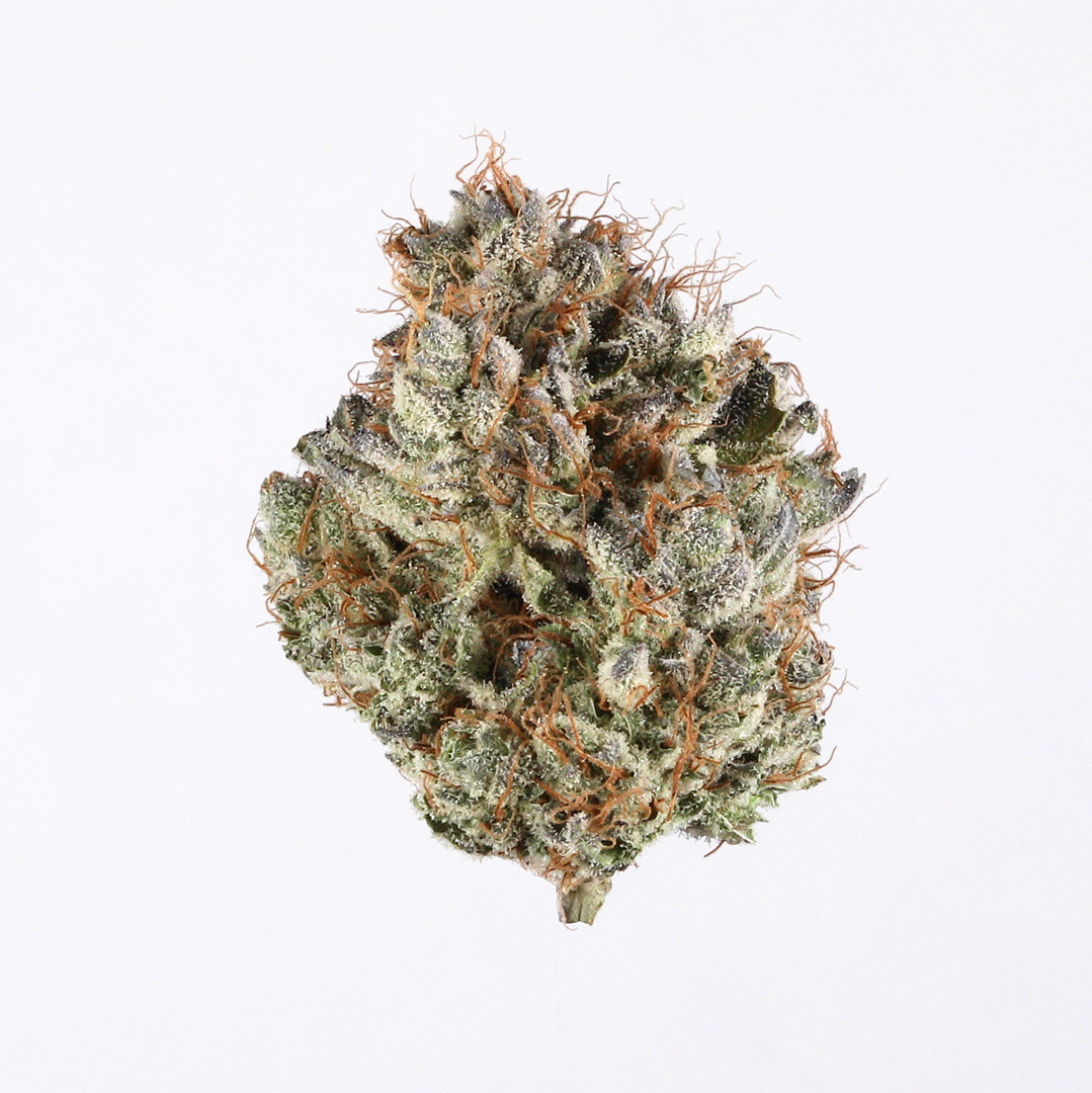 Cinderella 99 strain image
